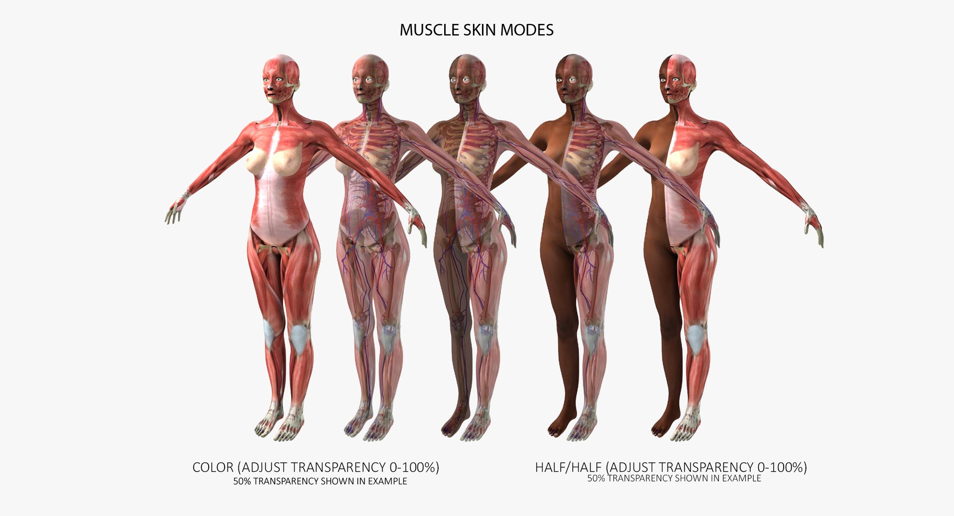 3D ultimate rigged anatomy combo https://p.turbosquid.com/ts-thumb/zH/jhiZwI/NpwZ1TR9/010/jpg/1542216435/1920x1080/fit_q87/58d90921029ea1ef6a63510f4cfcd8db42c04248/010.jpg
