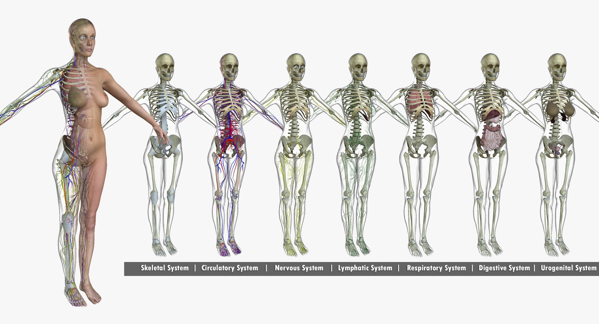 3D ultimate rigged anatomy combo https://p.turbosquid.com/ts-thumb/zH/jhiZwI/PbBqBZ4F/003/jpg/1542224802/1920x1080/fit_q87/d5c5207a3ab3f37cc1dee2479cdbd4d5c1055f47/003.jpg