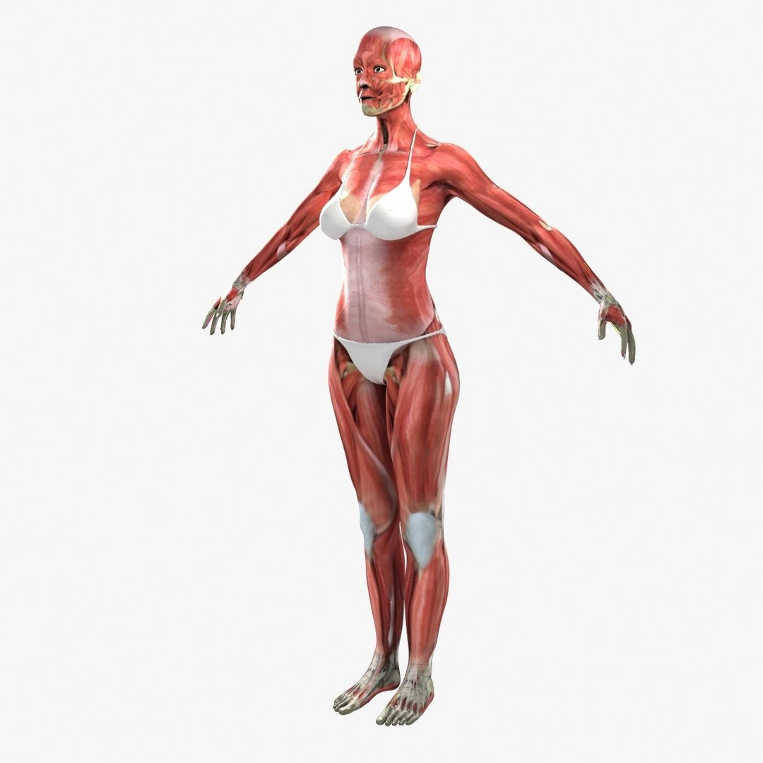 3D ultimate rigged anatomy combo https://p.turbosquid.com/ts-thumb/zH/jhiZwI/Q0f5vXZI/019_01/jpg/1542216436/1920x1080/fit_q87/53614edf4bf8d14c42fcbabb372d058ef32ffe90/019_01.jpg