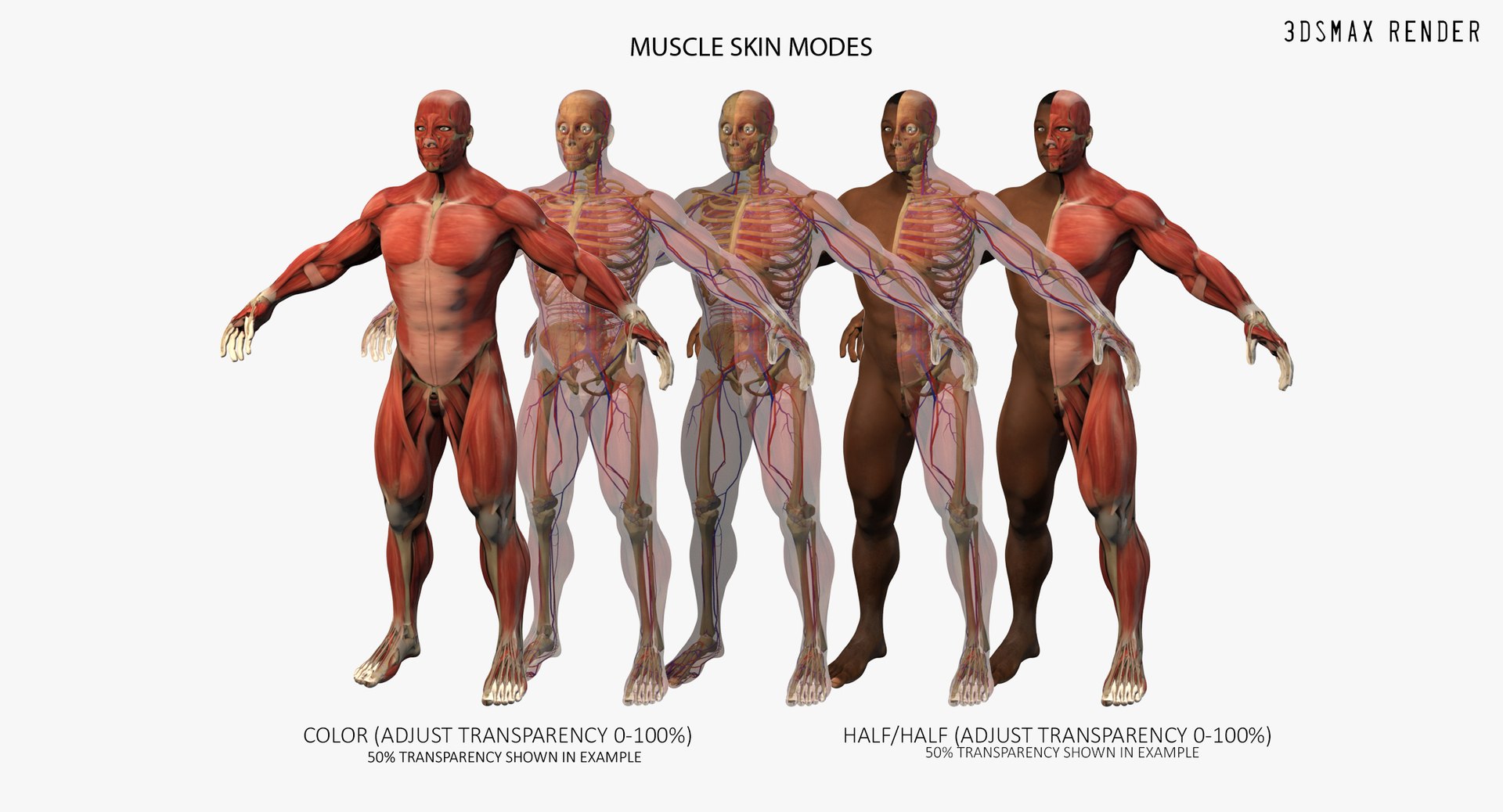 3D ultimate rigged anatomy combo https://p.turbosquid.com/ts-thumb/zH/jhiZwI/Q9vOmNVn/blackmax_003/jpg/1566325769/1920x1080/fit_q87/d76d165f2a37e58c00cb431a60f1baf77a6c5e4d/blackmax_003.jpg