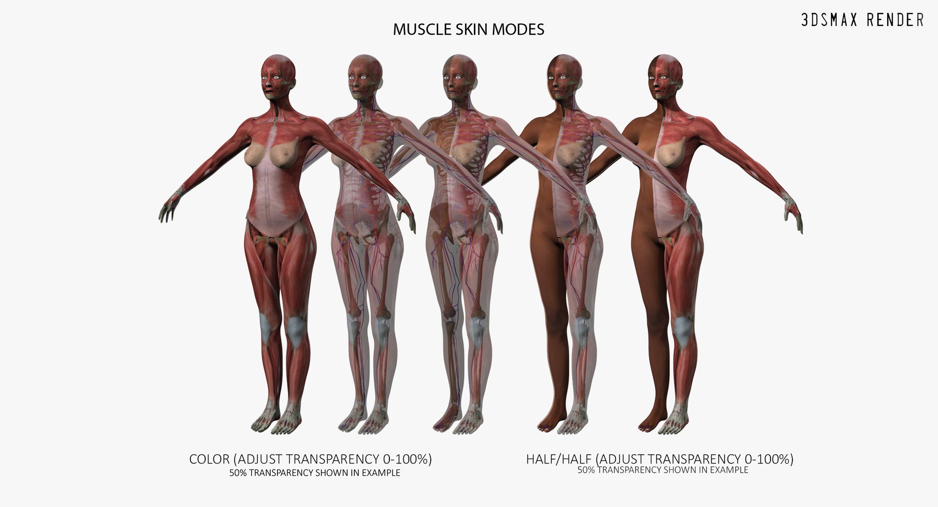 3D ultimate rigged anatomy combo https://p.turbosquid.com/ts-thumb/zH/jhiZwI/QWTNByxG/max_003/jpg/1566325948/1920x1080/fit_q87/7ec997cb87e0b668368bfab084e1f1968dc9c882/max_003.jpg