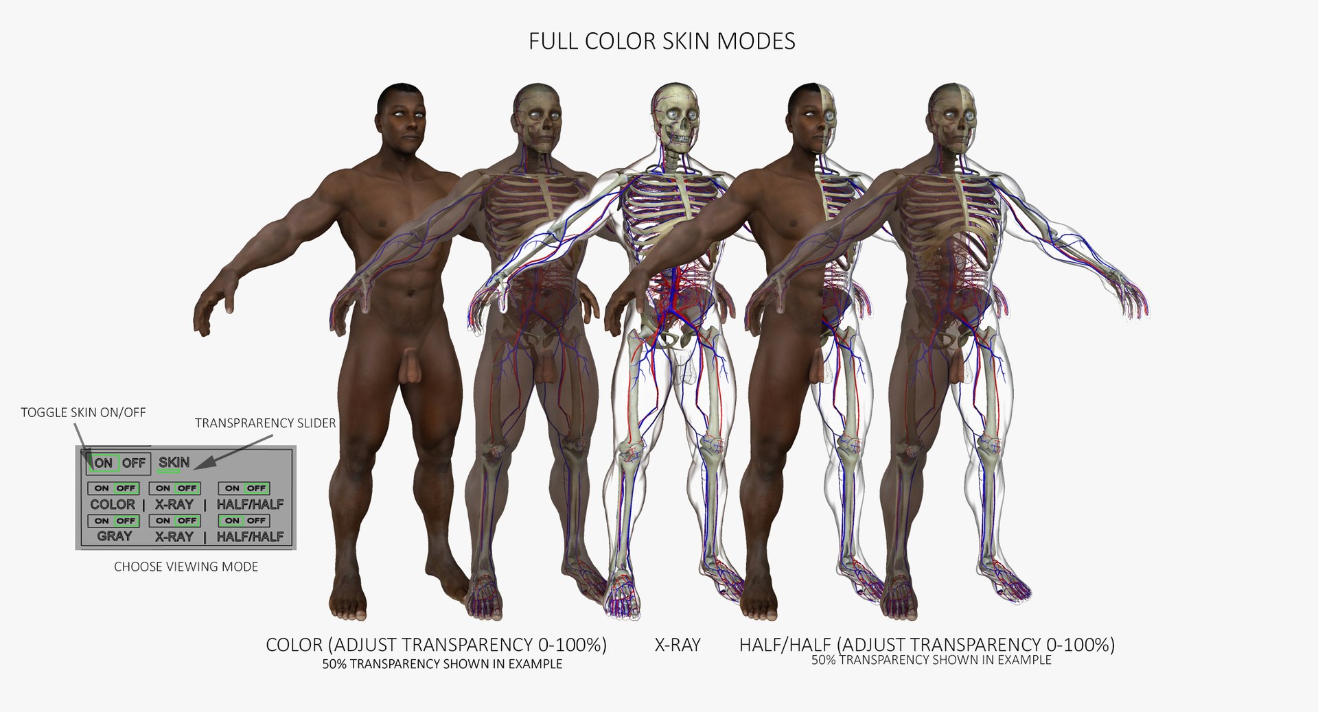 3D ultimate rigged anatomy combo https://p.turbosquid.com/ts-thumb/zH/jhiZwI/QxWORkhm/6/jpg/1542216435/1920x1080/fit_q87/50d153f182be34cac54e5e622c61d9c7c4091bb5/6.jpg