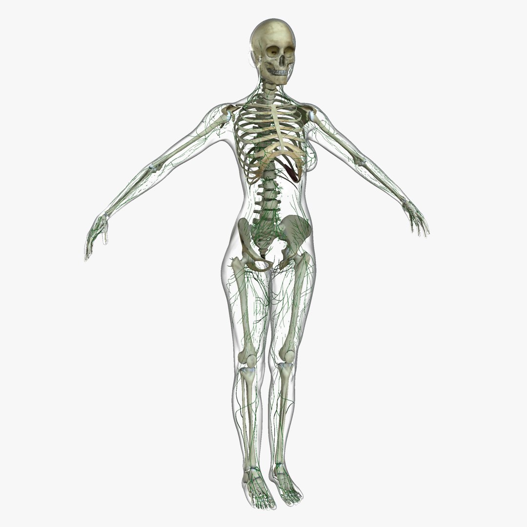 3D ultimate rigged anatomy combo https://p.turbosquid.com/ts-thumb/zH/jhiZwI/SbVV2Csk/014/jpg/1542216435/1920x1080/fit_q87/d797243ee02d1731f06cfa57ab0af7cce29bee59/014.jpg