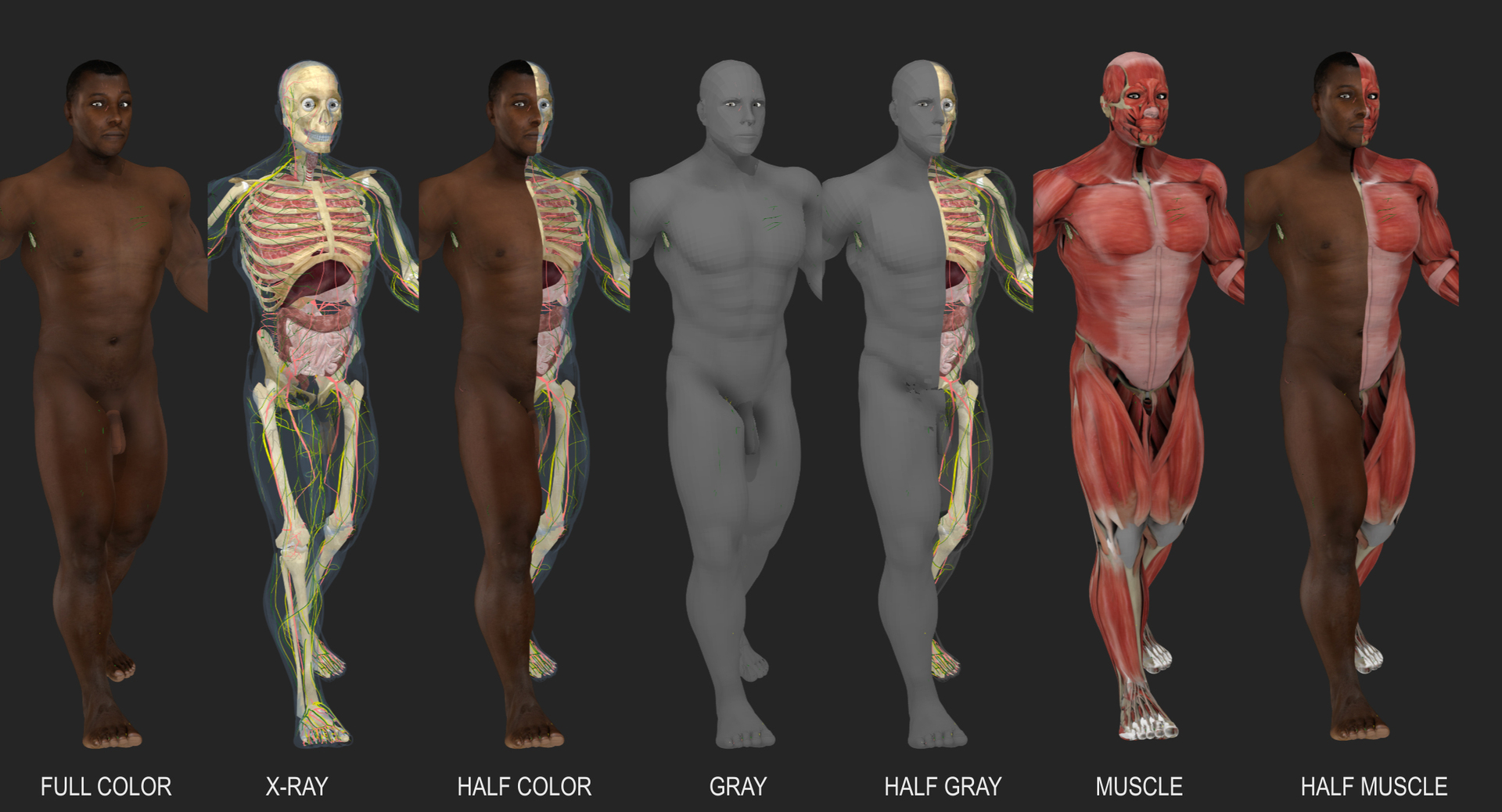 3D ultimate rigged anatomy combo https://p.turbosquid.com/ts-thumb/zH/jhiZwI/UaroQ6DP/skinwalk/jpg/1542390749/1920x1080/turn_fit_q99/7afaa44d4a9fe397d5ef060ebba3d2e4860d1d52/skinwalk-1.jpg