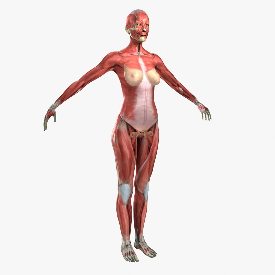 3D ultimate rigged anatomy combo https://p.turbosquid.com/ts-thumb/zH/jhiZwI/edbLCW0c/019_03/jpg/1542216436/1920x1080/fit_q87/79a85161da9a229b5d2ba3b8eae226112f75219b/019_03.jpg