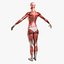 Ultimate Rigged Anatomy Combo1