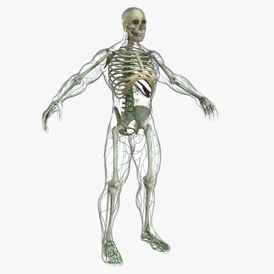 3D ultimate rigged anatomy combo https://p.turbosquid.com/ts-thumb/zH/jhiZwI/iME66yhx/023/jpg/1542216436/1920x1080/fit_q87/0e299ec87f9ef4a60142a5a116dd97654d2478d0/023.jpg