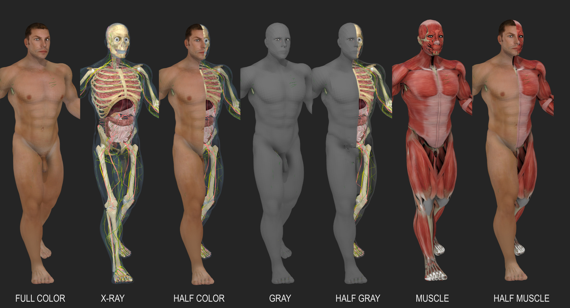 3D ultimate rigged anatomy combo https://p.turbosquid.com/ts-thumb/zH/jhiZwI/igMHiwR4/skinwalkmalewhite/jpg/1542390586/1920x1080/turn_fit_q99/bedab95a7ffec28de818c95ca44c1020590404fb/skinwalkmalewhite-1.jpg