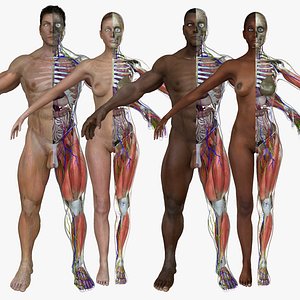 Ultimate Rigged Anatomy Combo1