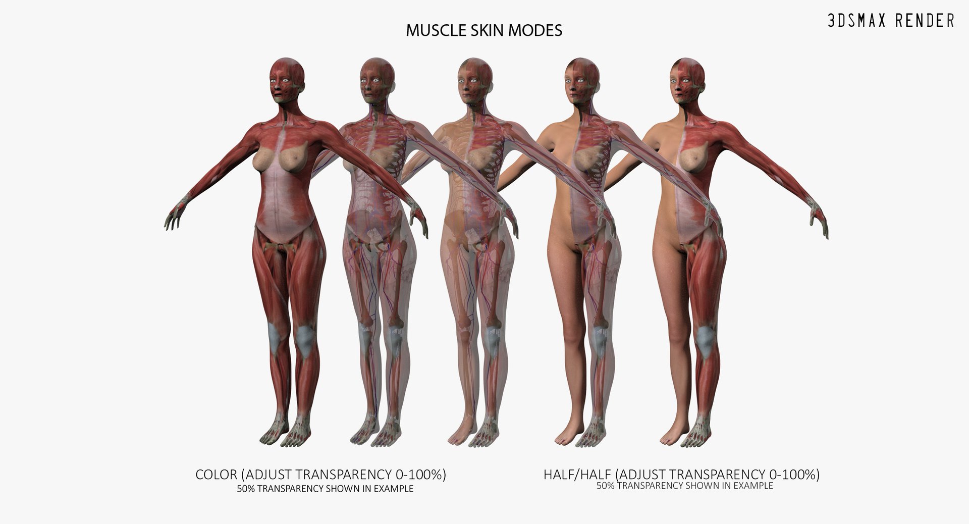 3D ultimate rigged anatomy combo https://p.turbosquid.com/ts-thumb/zH/jhiZwI/lQZ0ZLo5/max_001/jpg/1566325552/1920x1080/fit_q87/0ad173af9766b98f9ca19d3a10703bfd45b9e7ab/max_001.jpg
