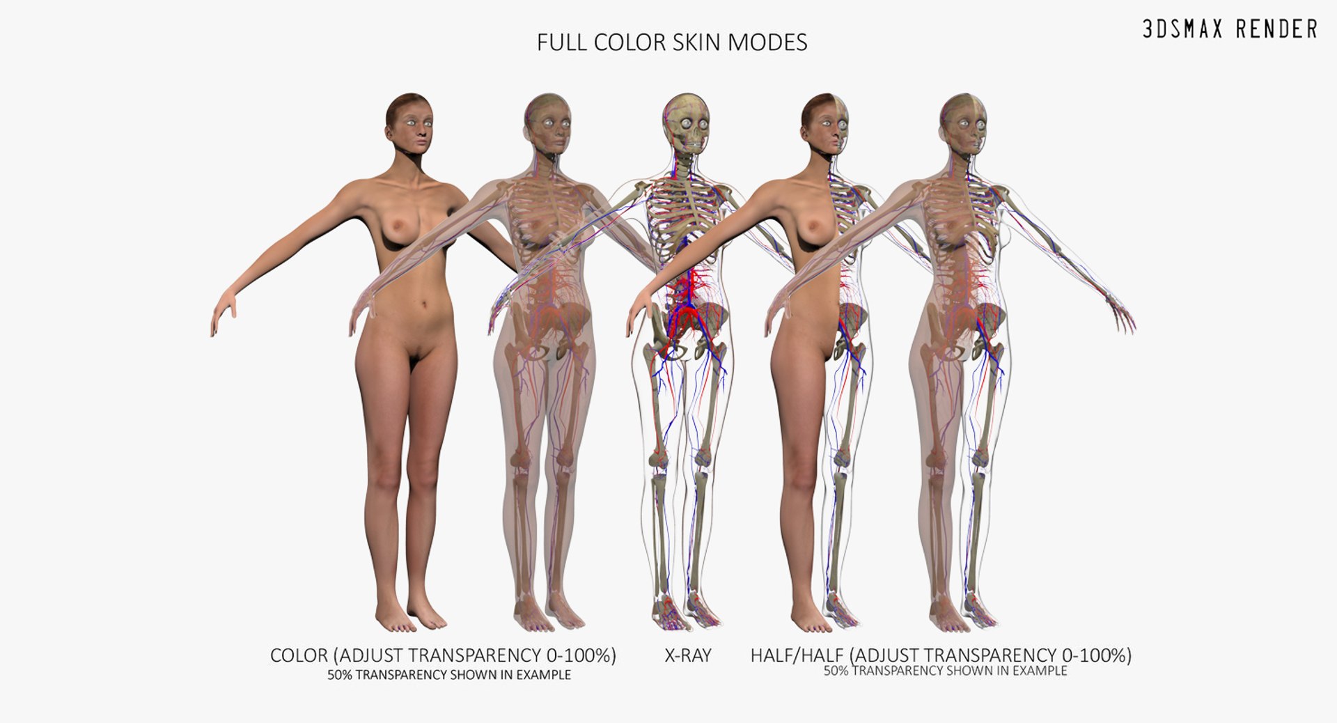 3D ultimate rigged anatomy combo https://p.turbosquid.com/ts-thumb/zH/jhiZwI/msG29r8B/max_005/jpg/1566325526/1920x1080/fit_q87/21faede00f93245b281dfea60af1c1e9877707f5/max_005.jpg
