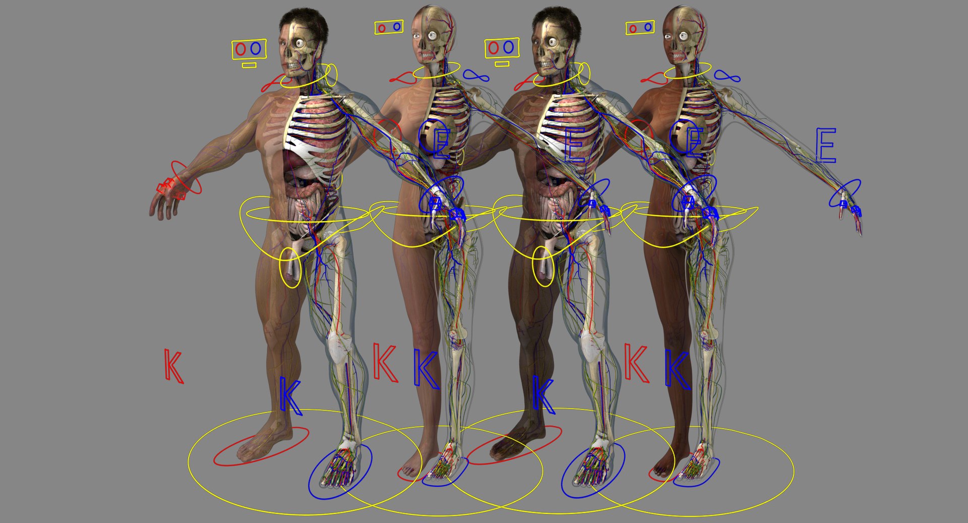 3D ultimate rigged anatomy combo https://p.turbosquid.com/ts-thumb/zH/jhiZwI/mwMbkKx4/combo_02/jpg/1542739225/1920x1080/fit_q87/89791590a44ce330dc2c3708a0d95ce3536dacf1/combo_02.jpg