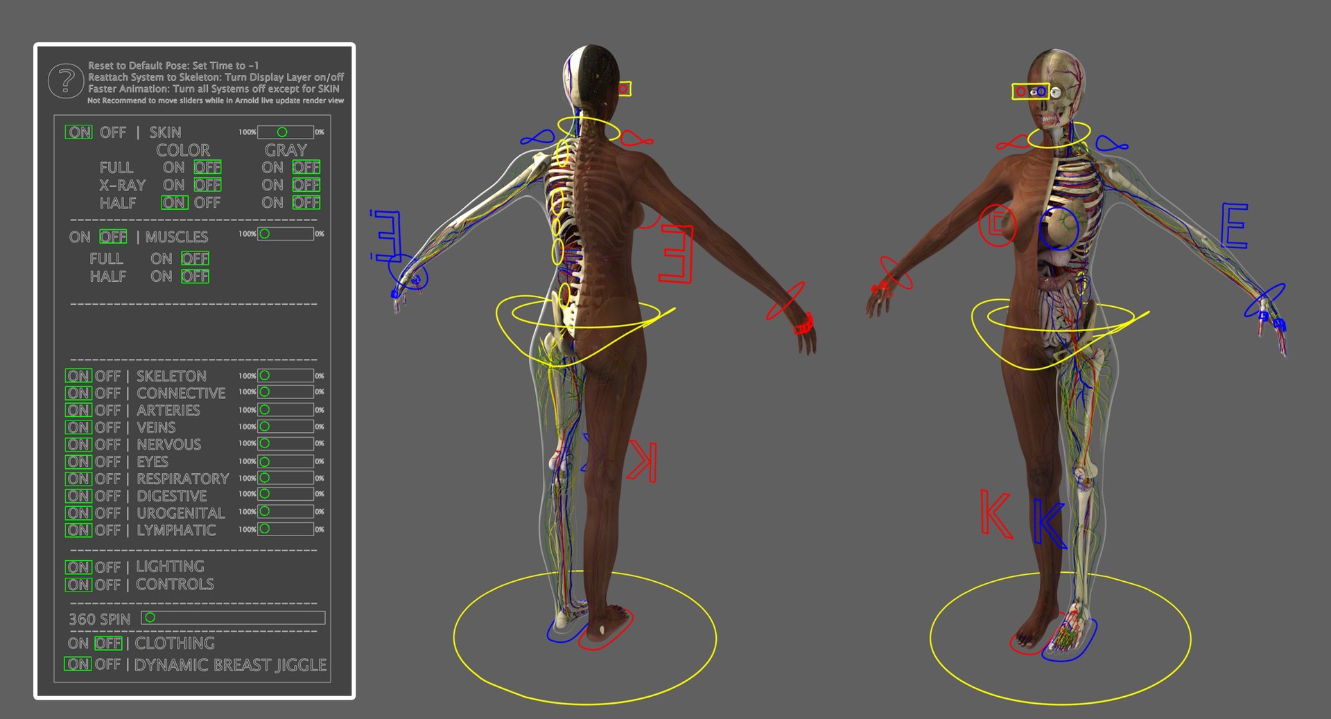 3D ultimate rigged anatomy combo https://p.turbosquid.com/ts-thumb/zH/jhiZwI/nKJeS45E/rig/jpg/1542224679/1920x1080/fit_q87/ae03520eb47886572e7eaeccd634f3ea9e08e76d/rig.jpg