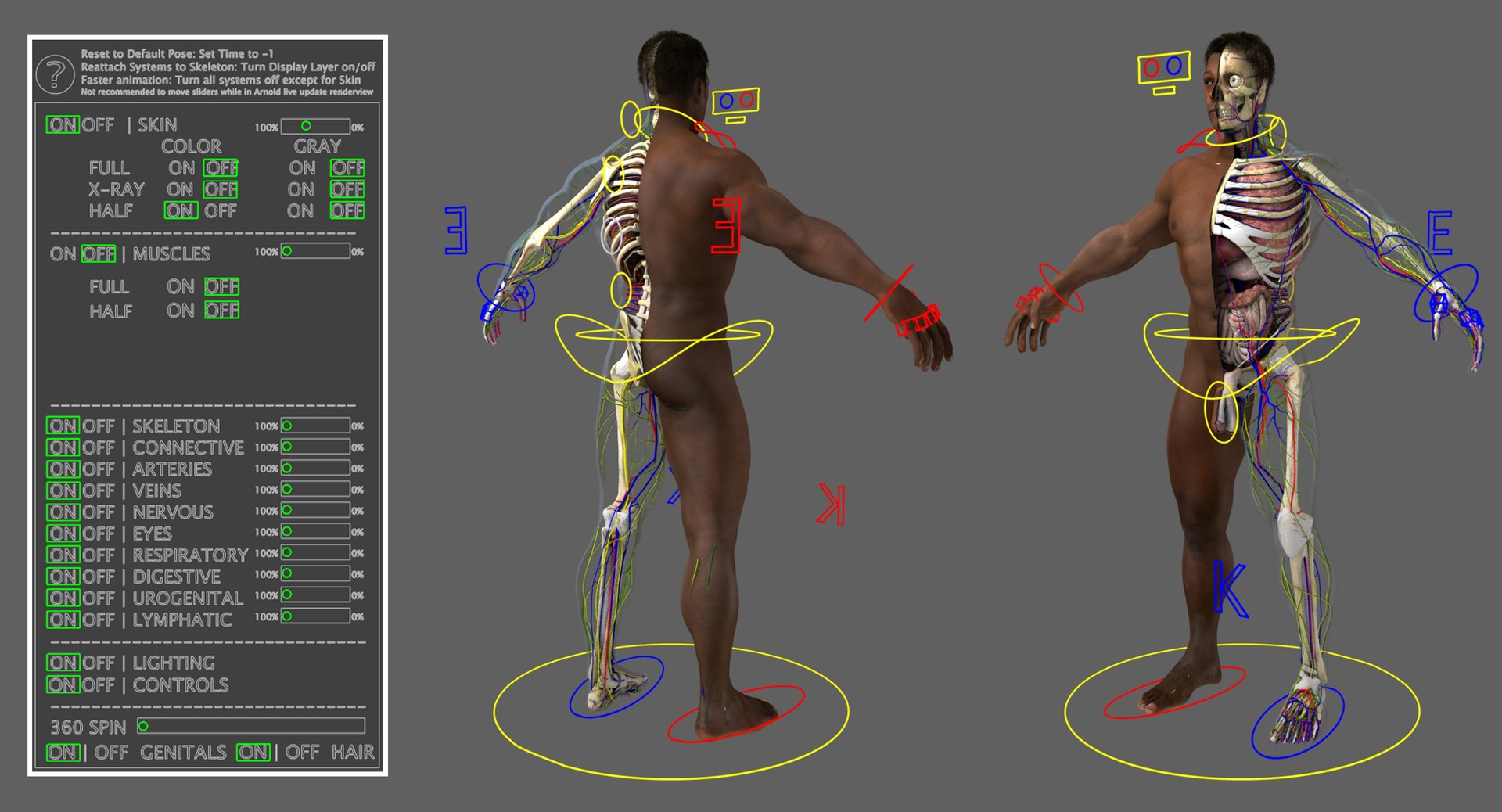 3D ultimate rigged anatomy combo https://p.turbosquid.com/ts-thumb/zH/jhiZwI/ndNratvE/1/jpg/1542216435/1920x1080/fit_q87/c73db9dfa841af6a4e5c3ac63df6d89e688404e8/1.jpg