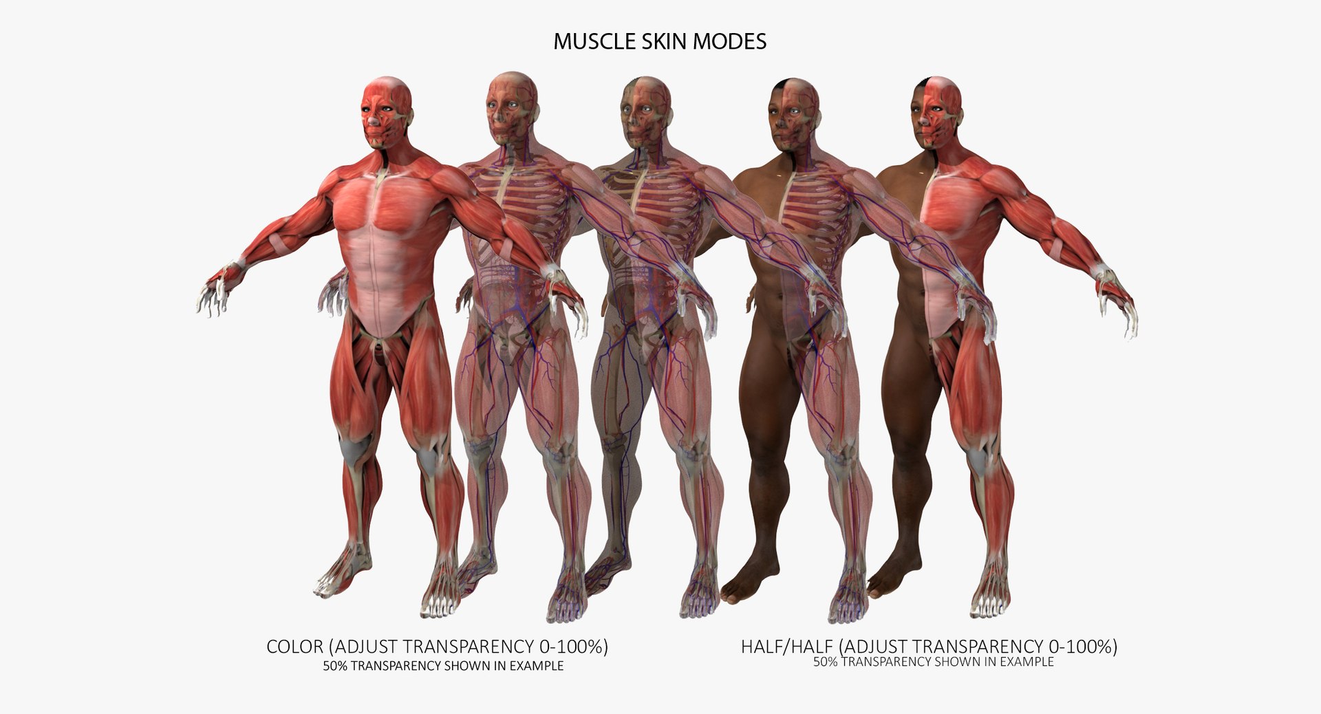 3D ultimate rigged anatomy combo https://p.turbosquid.com/ts-thumb/zH/jhiZwI/rjcCdhqo/009/jpg/1542216435/1920x1080/fit_q87/ff77c67c3c7b3eb6d34b3d2e29b6ff3f4e4042ae/009.jpg