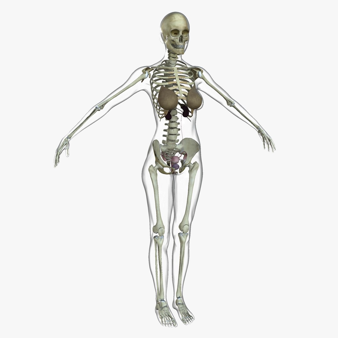 3D ultimate rigged anatomy combo https://p.turbosquid.com/ts-thumb/zH/jhiZwI/tQGefT6y/018/jpg/1542216436/1920x1080/fit_q87/47263e42d75efaad68dadbdc1a94c563523cbc31/018.jpg