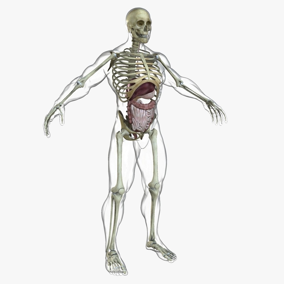 3D ultimate rigged anatomy combo https://p.turbosquid.com/ts-thumb/zH/jhiZwI/tqDl0TLV/027/jpg/1542216436/1920x1080/fit_q87/3483d117033402dff45f25cb8085a21668b542fb/027.jpg