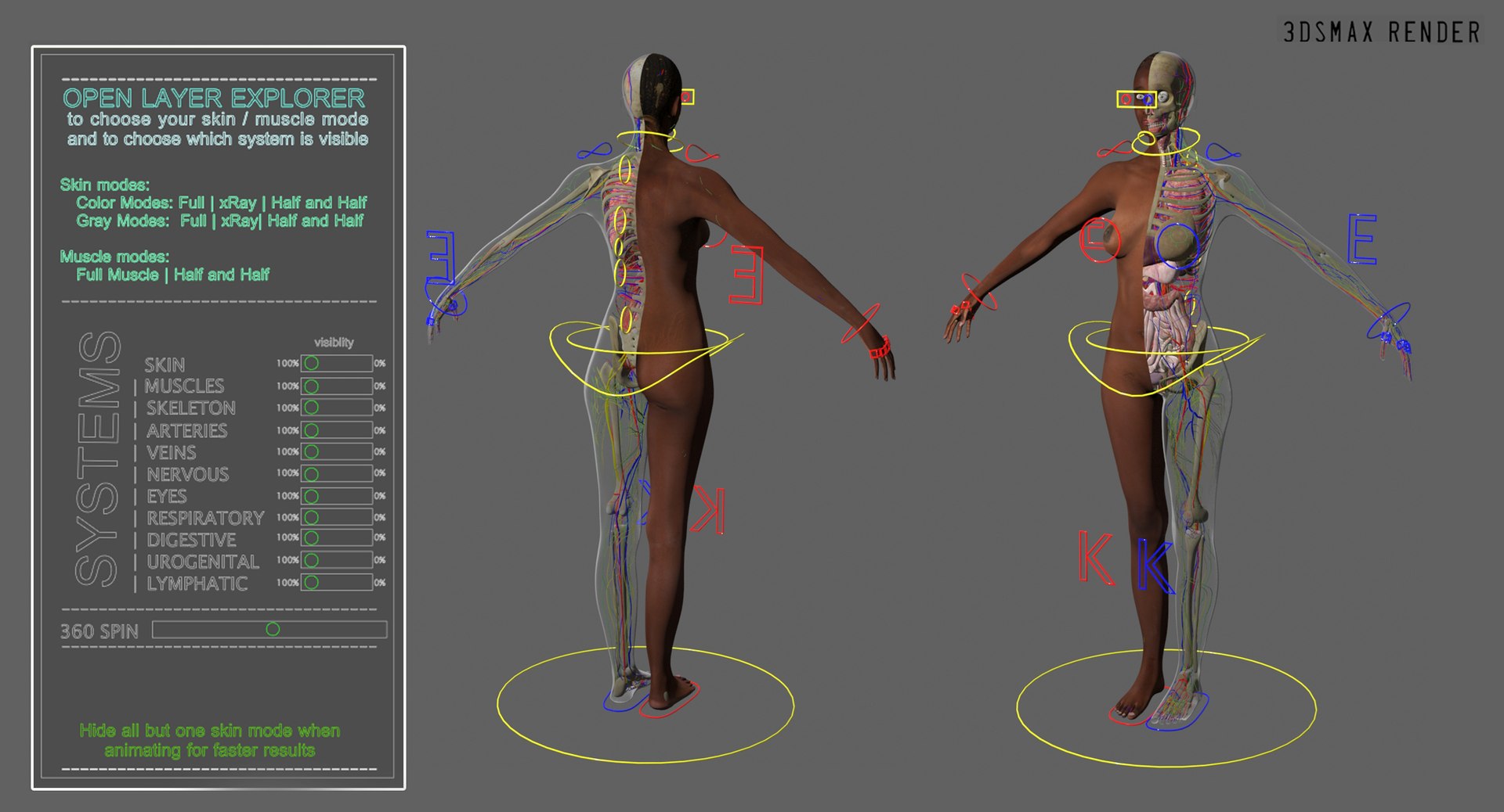 3D ultimate rigged anatomy combo https://p.turbosquid.com/ts-thumb/zH/jhiZwI/wlI83cxX/max_007/jpg/1566325911/1920x1080/fit_q87/174c641cbede7aa4df98cd8ba1be6404c6f165fb/max_007.jpg