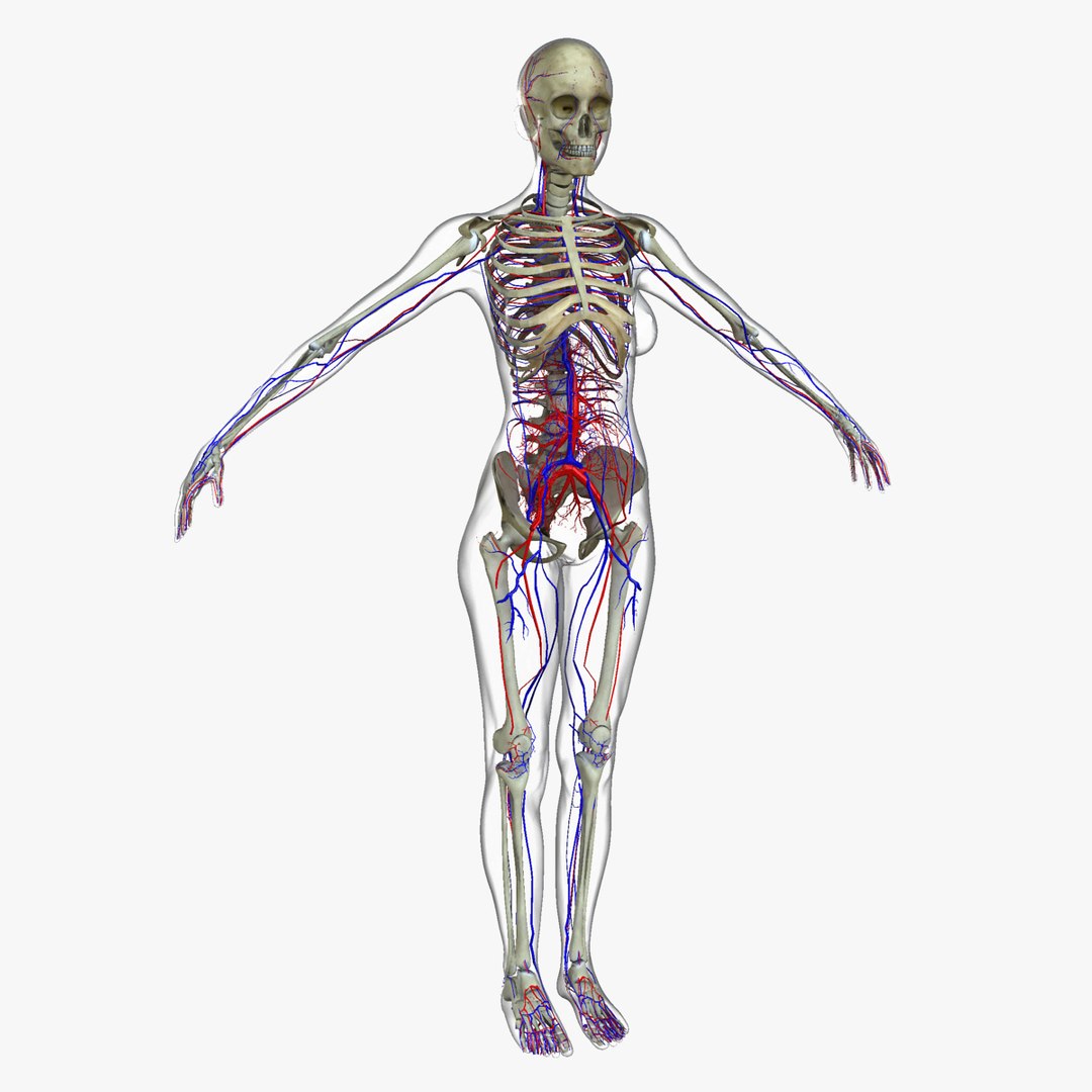 3D ultimate rigged anatomy combo https://p.turbosquid.com/ts-thumb/zH/jhiZwI/zv09eWEj/019/jpg/1542216436/1920x1080/fit_q87/7c187b698408bb65b094e20653b9eafc17666e19/019.jpg