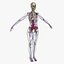 Ultimate Rigged Anatomy Combo1