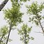 HQPlantasAlnus-Glutinosa Corona max