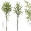 HQPlantasAlnus-Glutinosa Corona max