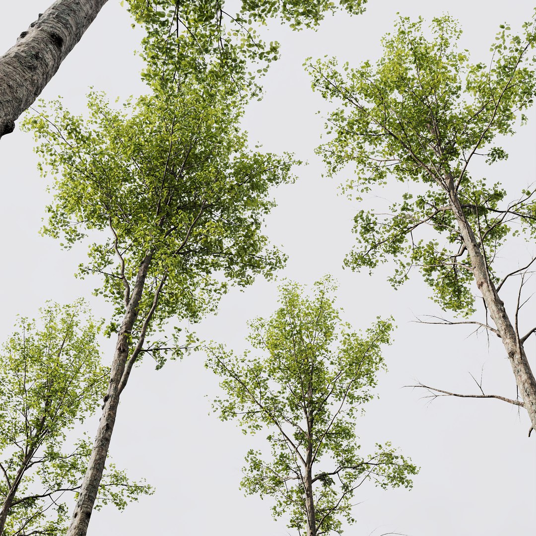 HQPlantsAlnus-Glutinosa Corona max 3D https://p.turbosquid.com/ts-thumb/zH/kKq19Q/dj/z03/png/1695581773/1920x1080/fit_q87/06d5e475992d77202bd20dddb51c148a8f8a84ca/z03.jpg