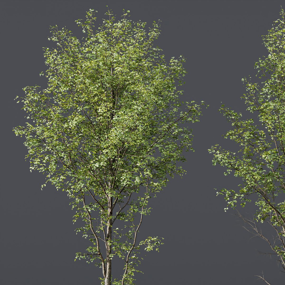 HQPlantsAlnus-Glutinosa Corona max 3D https://p.turbosquid.com/ts-thumb/zH/kKq19Q/ft/z02/png/1695581757/1920x1080/fit_q87/ed27ac13f065b6ae02c79d8e6f5ff5240a4069b5/z02.jpg