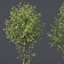 HQPlantasAlnus-Glutinosa Corona max