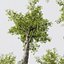 HQPlantasAlnus-Glutinosa Corona max