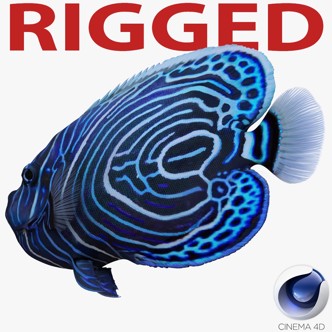 Juvenile Emperor Angelfish Rigged for Cinema 4D 3D model preview