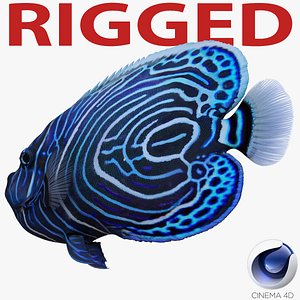 juvenile emperor angelfish rigged 3d model