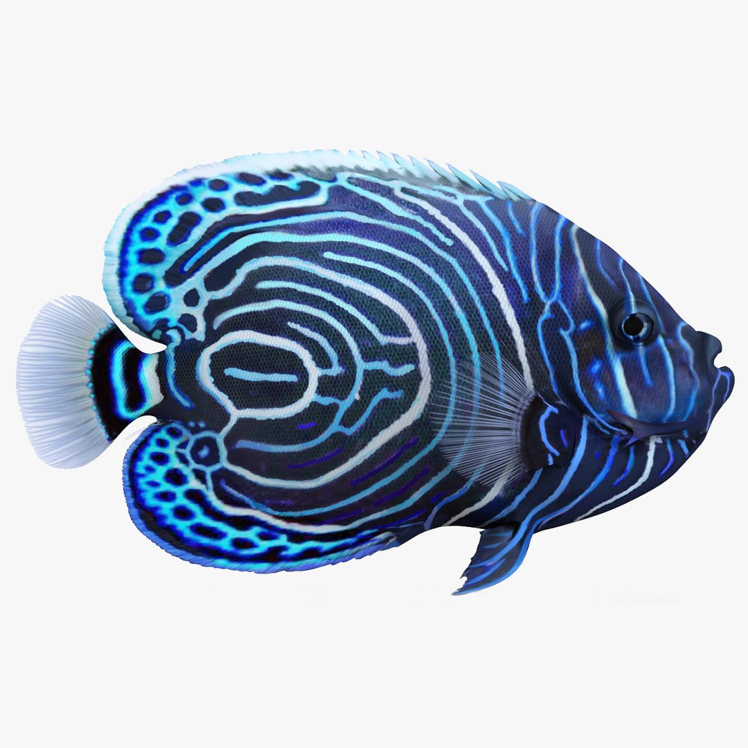 Scuba Diver and Fish Rigged Collection for Cinema 4D 3D model preview