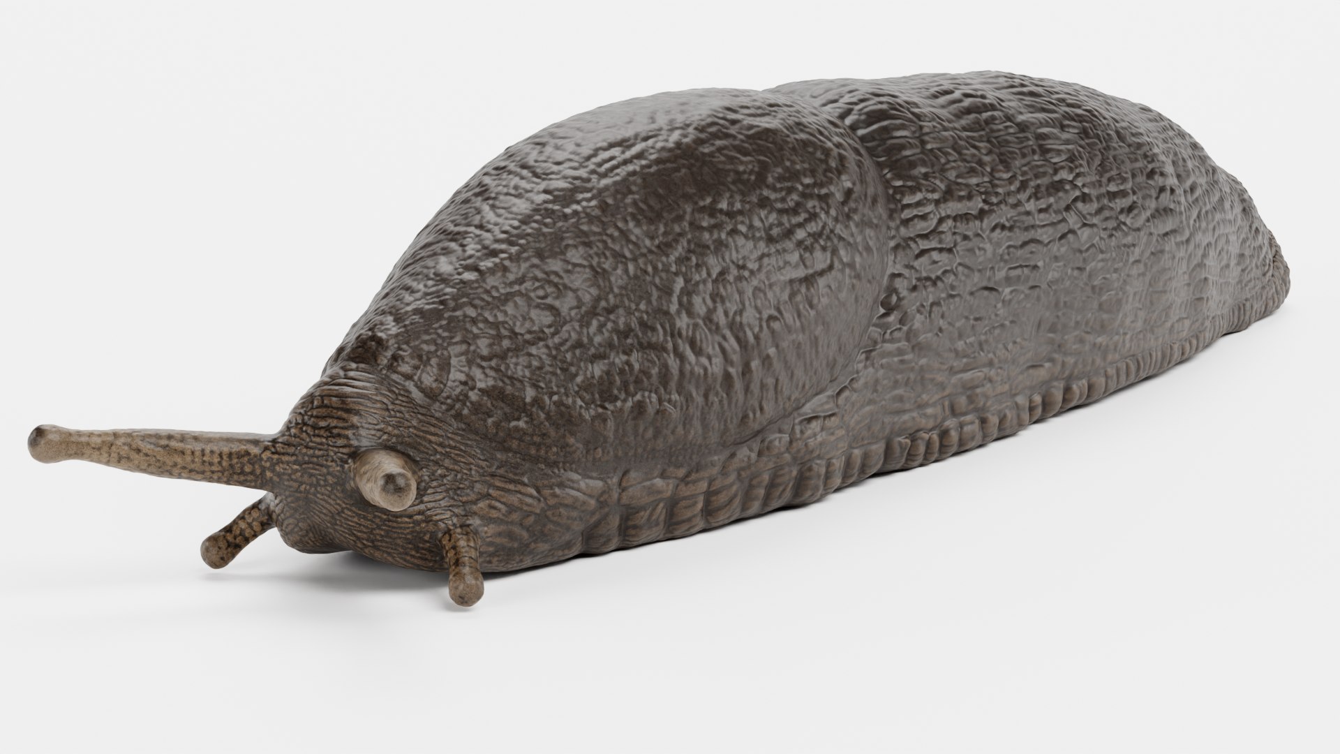 Black Slug Rigged 3D - TurboSquid 1771365