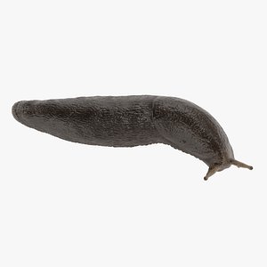 Black Slug Rigged