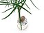 Planta Árbol Botella - Brachychiton Rupestris