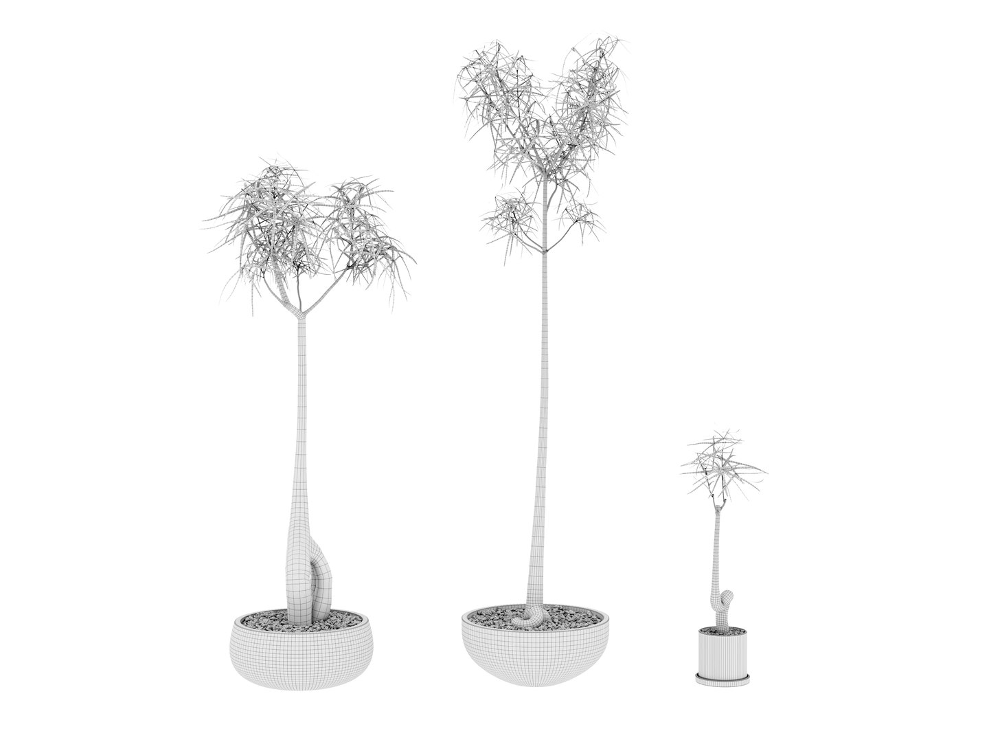 3D Plant Bottle Tree - Brachychiton Rupestris model https://p.turbosquid.com/ts-thumb/zH/upi5MB/jS/wire/jpg/1703055406/1920x1080/fit_q87/bb24070870c5b6d5fbe016bda93800a4ad5486cc/wire.jpg