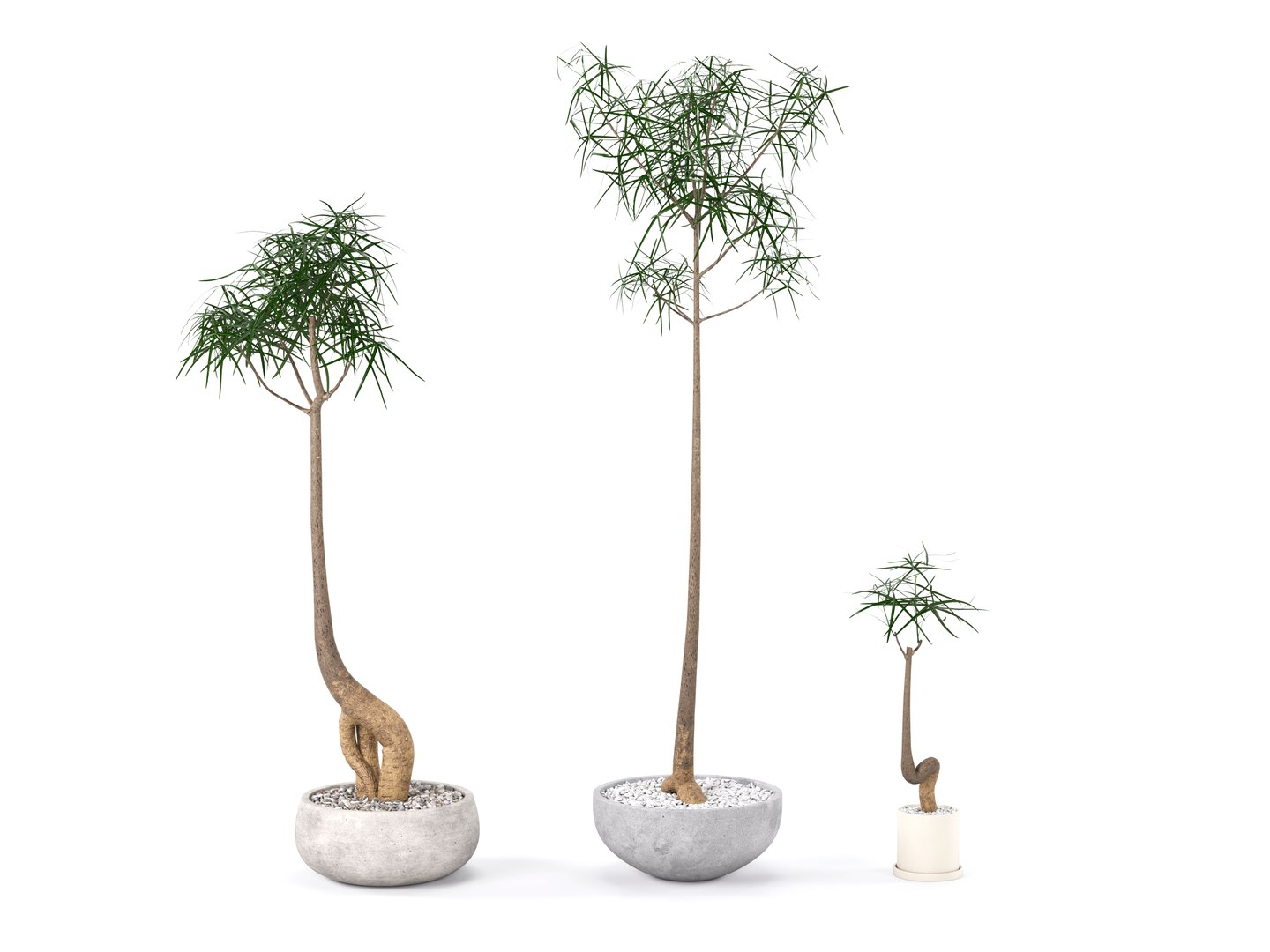 3D Plant Bottle Tree - Brachychiton Rupestris model https://p.turbosquid.com/ts-thumb/zH/upi5MB/pM/preview_3/jpg/1703055411/1920x1080/fit_q87/8893592e8eea64c67f4c467c545cf84f31628979/preview_3.jpg