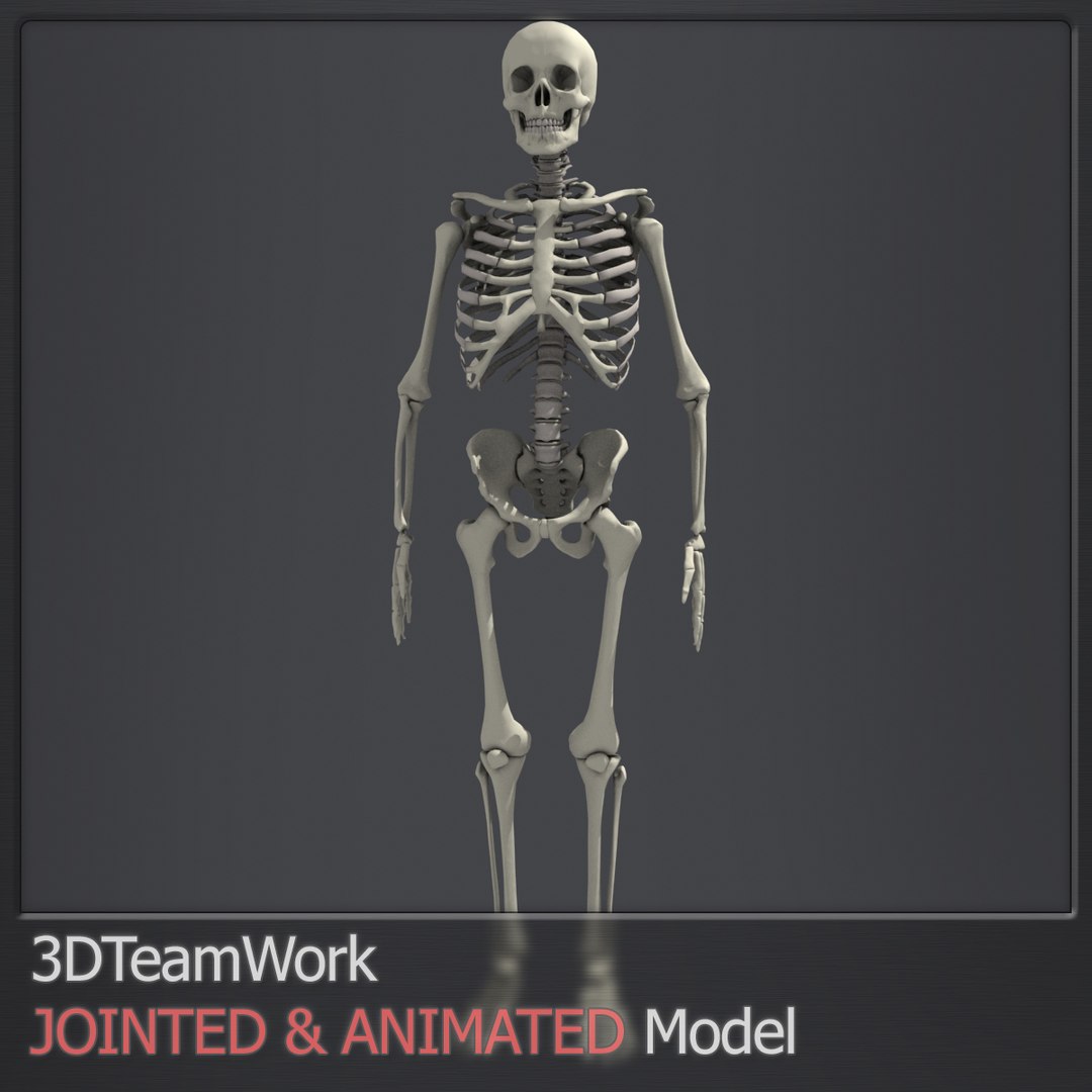 3d human skeleton jointed model https://p.turbosquid.com/ts-thumb/zI/15Y3RL/ALUm7azu/thumb_006/jpg/1409627613/1920x1080/fit_q87/2f2eeb2c938bf7f4423118b8b7b51fb19a21cd98/thumb_006.jpg