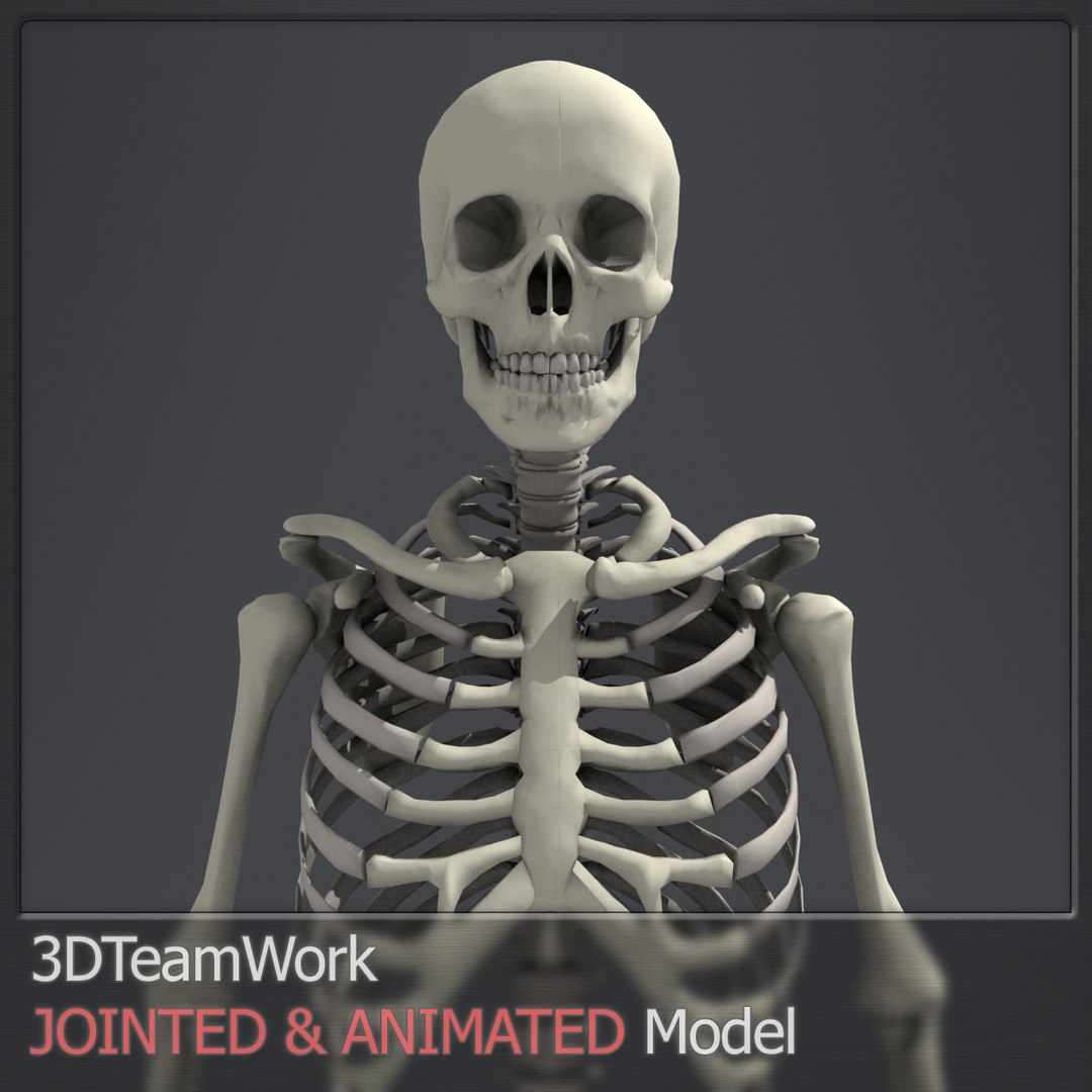 3d human skeleton jointed model https://p.turbosquid.com/ts-thumb/zI/15Y3RL/GGFMYh5K/thumb_003/jpg/1409627613/1920x1080/fit_q87/e1f23a3e7f4793b46bd15c5ec83087ec62f91c7b/thumb_003.jpg