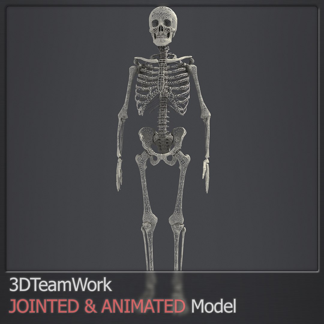 3d human skeleton jointed model