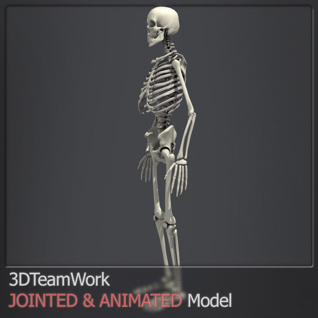 3d human skeleton jointed model