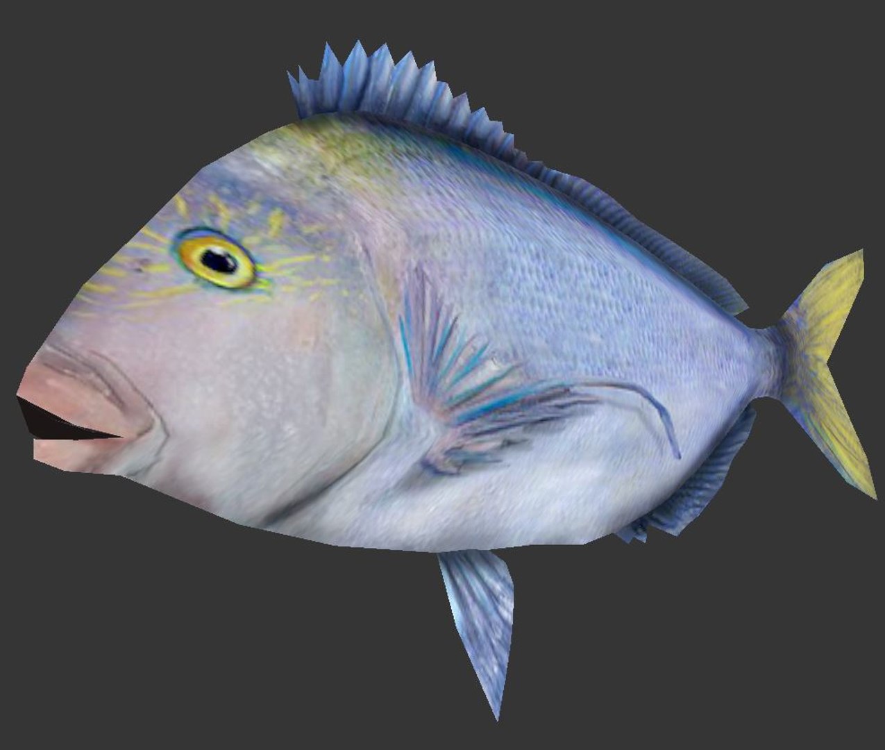 Queen Snapper 3D Model - TurboSquid 1419569