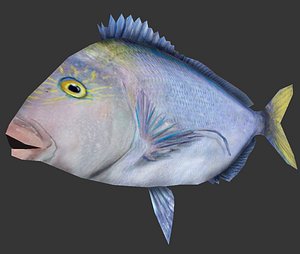 queen snapper 3D model