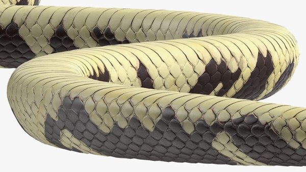 modelo 3d Gran colección de serpientes manipuladas - TurboSquid 2298970