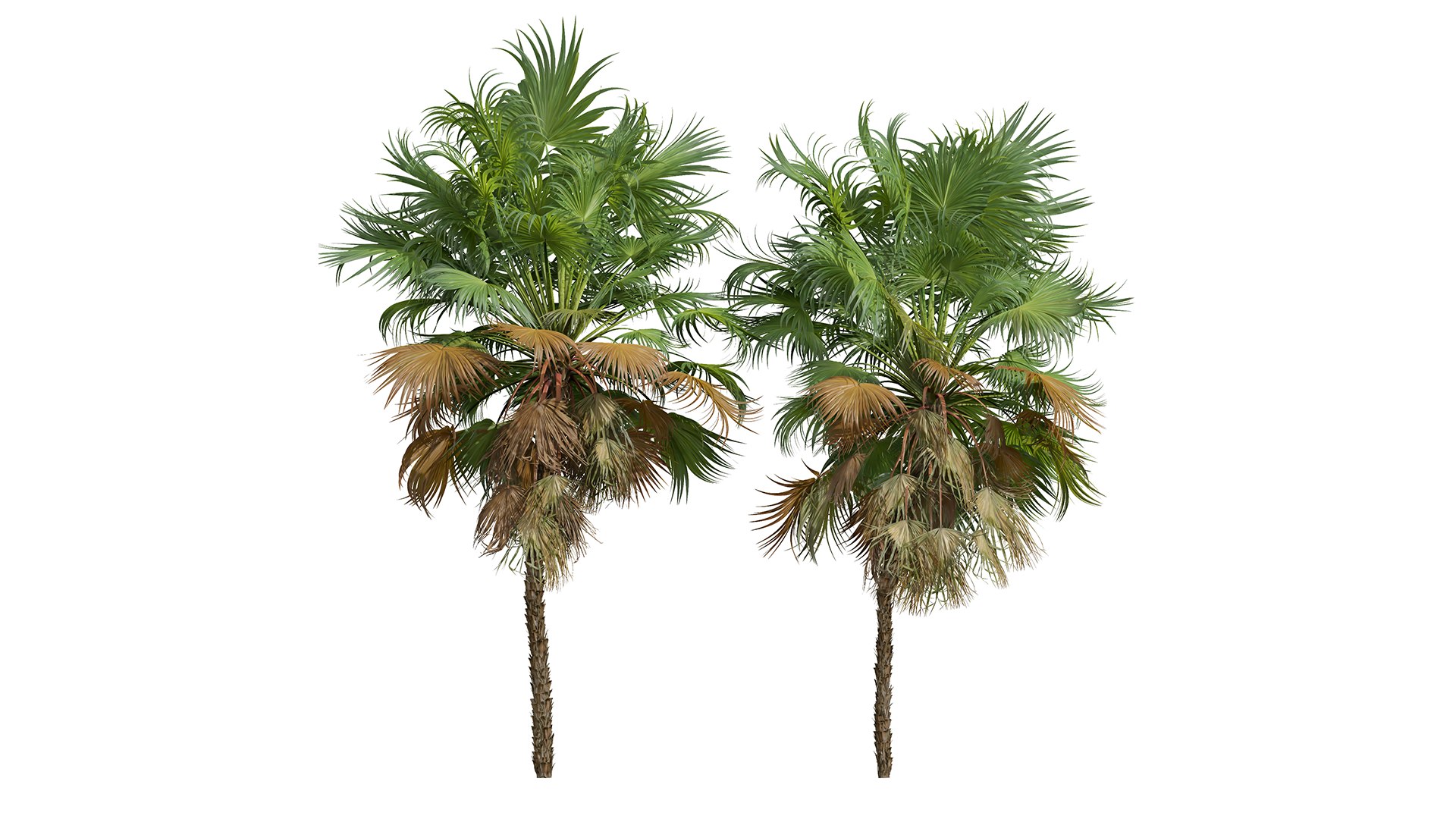 Sphaeropteris Lepifera and Acoelorrhaphe Wrightii 3D model https://p.turbosquid.com/ts-thumb/zI/2lHYRo/7t/z03/png/1707129656/1920x1080/fit_q87/d158840e68964eb16100bf642bab60a93bf29561/z03.jpg