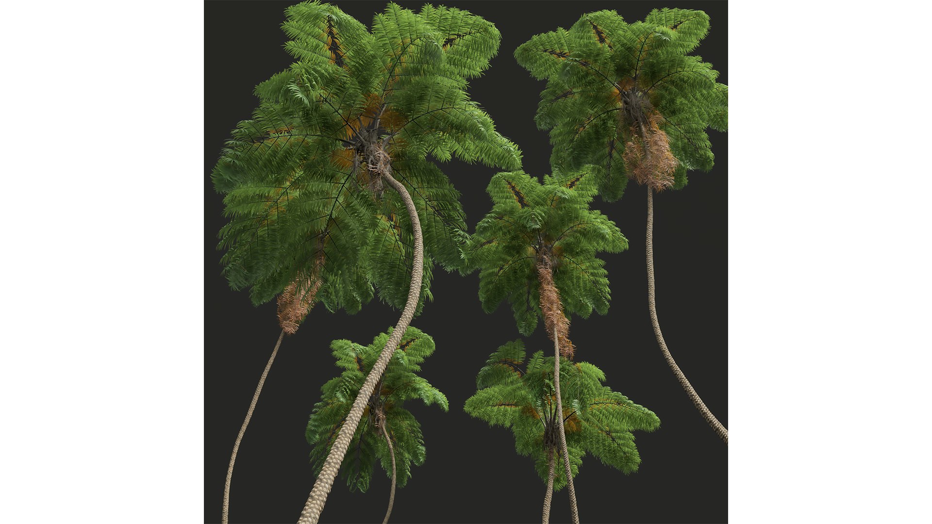 Sphaeropteris Lepifera and Acoelorrhaphe Wrightii 3D model https://p.turbosquid.com/ts-thumb/zI/2lHYRo/Ea/z05/png/1707129658/1920x1080/fit_q87/bd2ab31833f671365ce46b7b963a2f72329dce20/z05.jpg