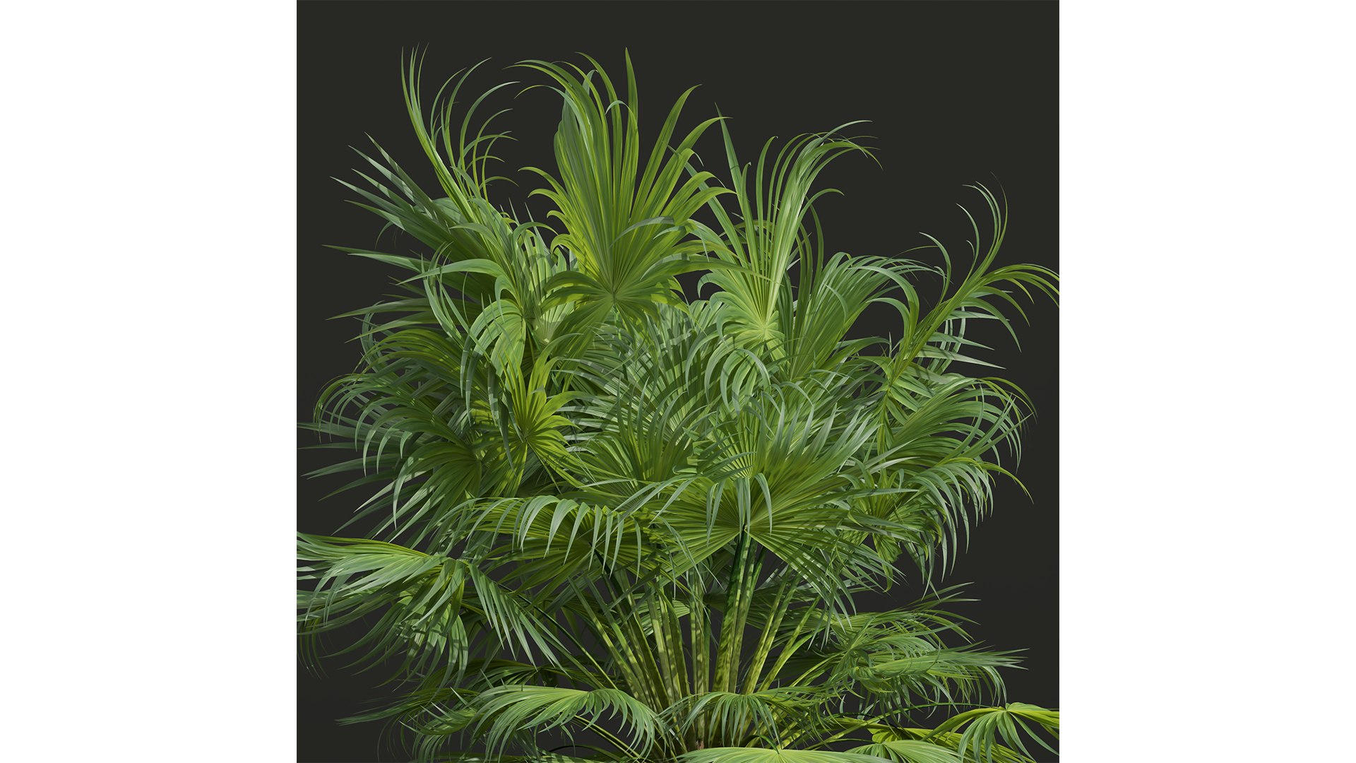 Sphaeropteris Lepifera and Acoelorrhaphe Wrightii 3D model https://p.turbosquid.com/ts-thumb/zI/2lHYRo/To/z02/png/1707129652/1920x1080/fit_q87/e32ddc6639a43459ef0f4fd625eb26ded390b2f7/z02.jpg