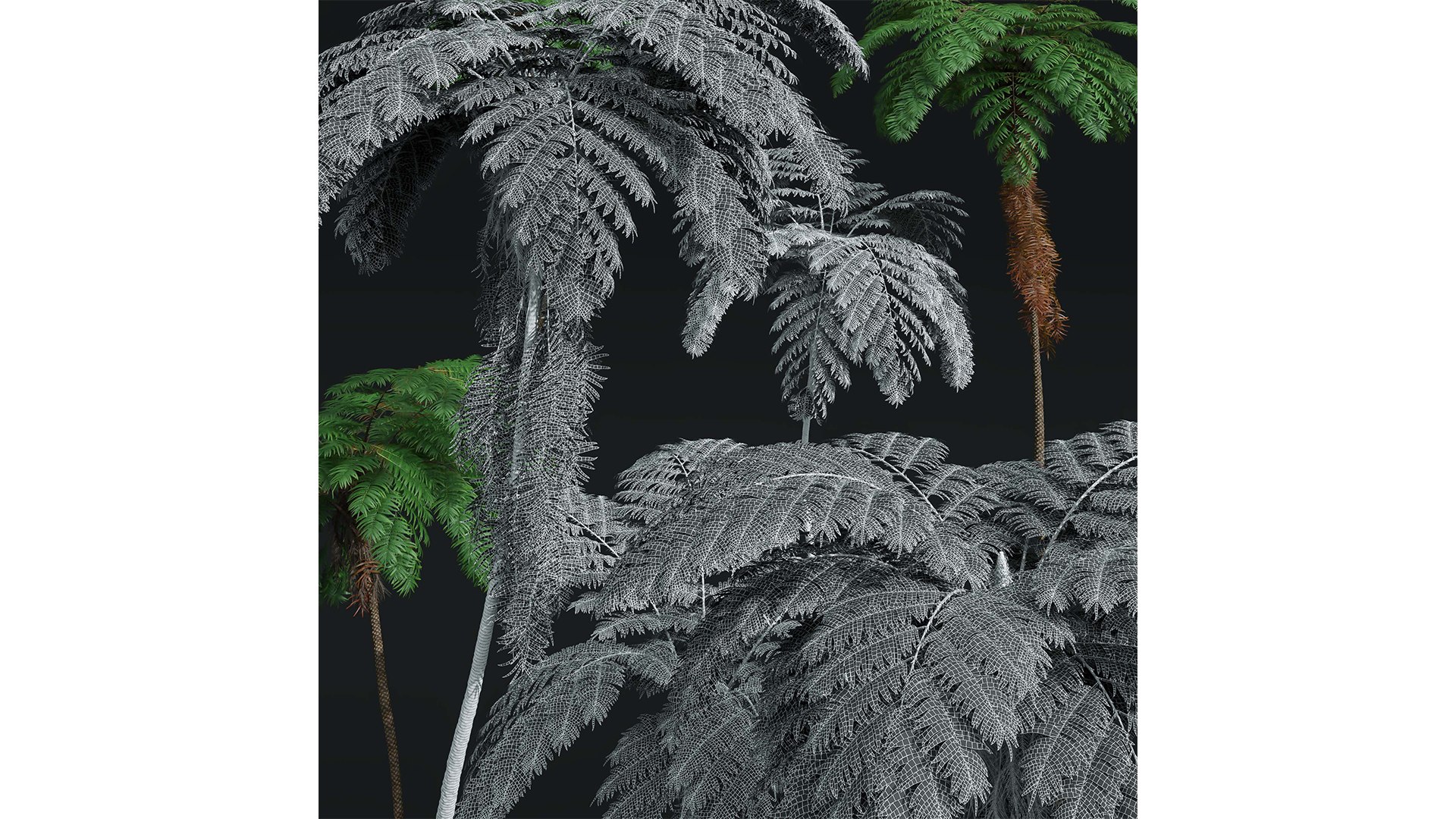 Sphaeropteris Lepifera and Acoelorrhaphe Wrightii 3D model https://p.turbosquid.com/ts-thumb/zI/2lHYRo/ZB/z07/png/1707129662/1920x1080/fit_q87/30aa94661f97e3c9d9aa9104bfa697364b91602e/z07.jpg