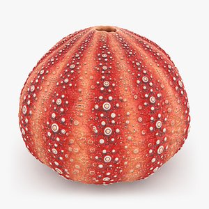 Sea Urchin Shell 03 model